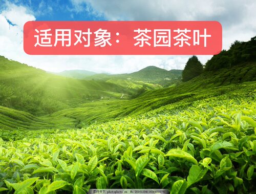 茶叶专用药茶园病全治杀菌剂茶饼病赤霉病炭疽病茶霉农药正品 - 图1