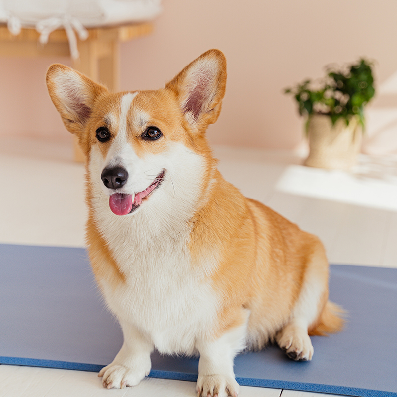 可商用狗狗图片高清宠物狗家狗狗犬dog摄影图可爱宠物狗用品素材