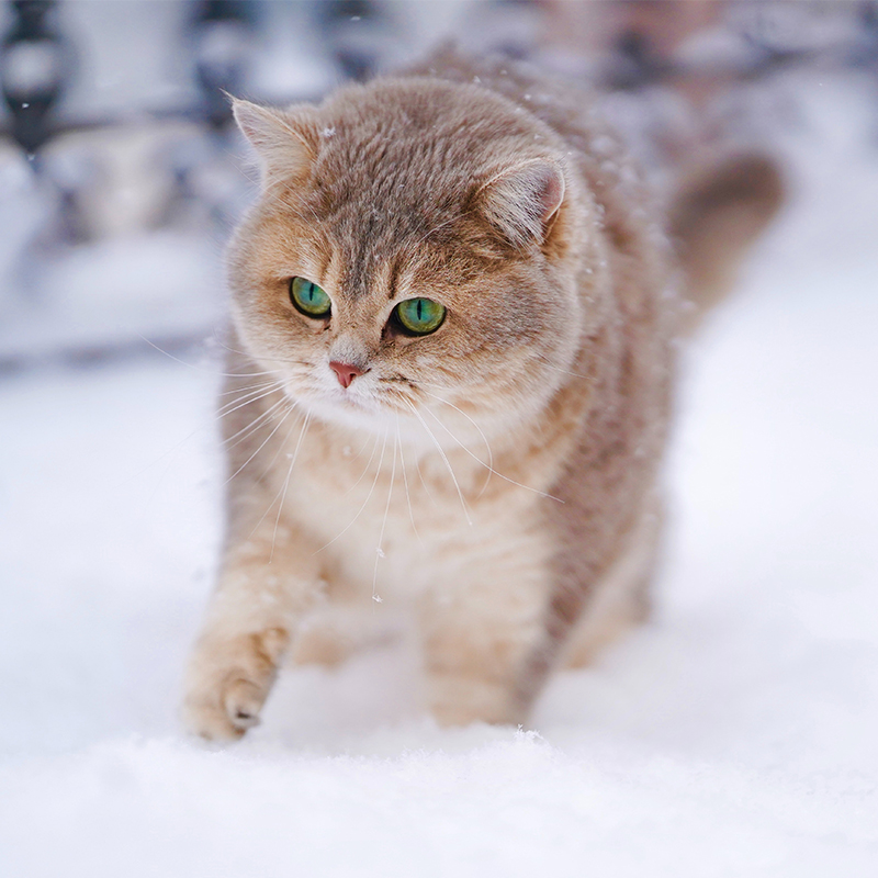 可商用猫实拍图高清cat摄影图可爱宠物猫用品素材无版权设计图片-图2