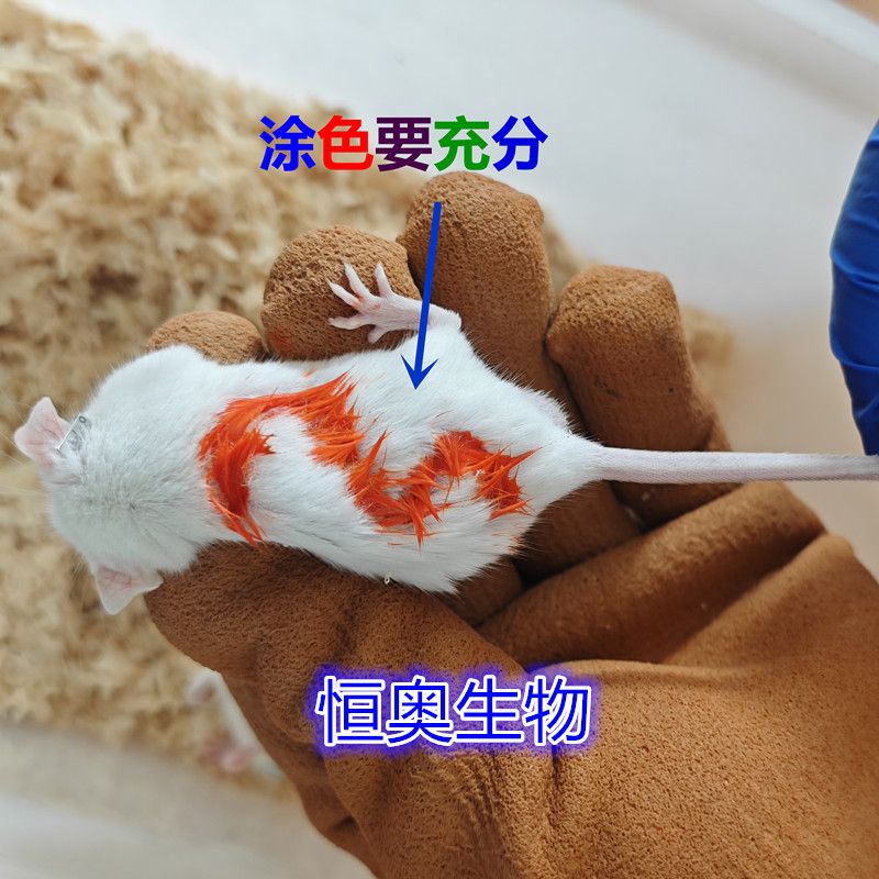 大小鼠耳标笔实验动物标记笔染色记号原装进口促销Animal Marker-图1