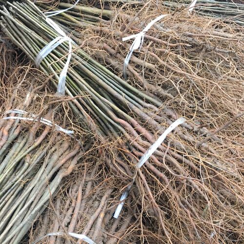 梨子苗棠梨树苗四川梨树直生苗梨子树苗未嫁接可占地杜梨苗实生苗 - 图1