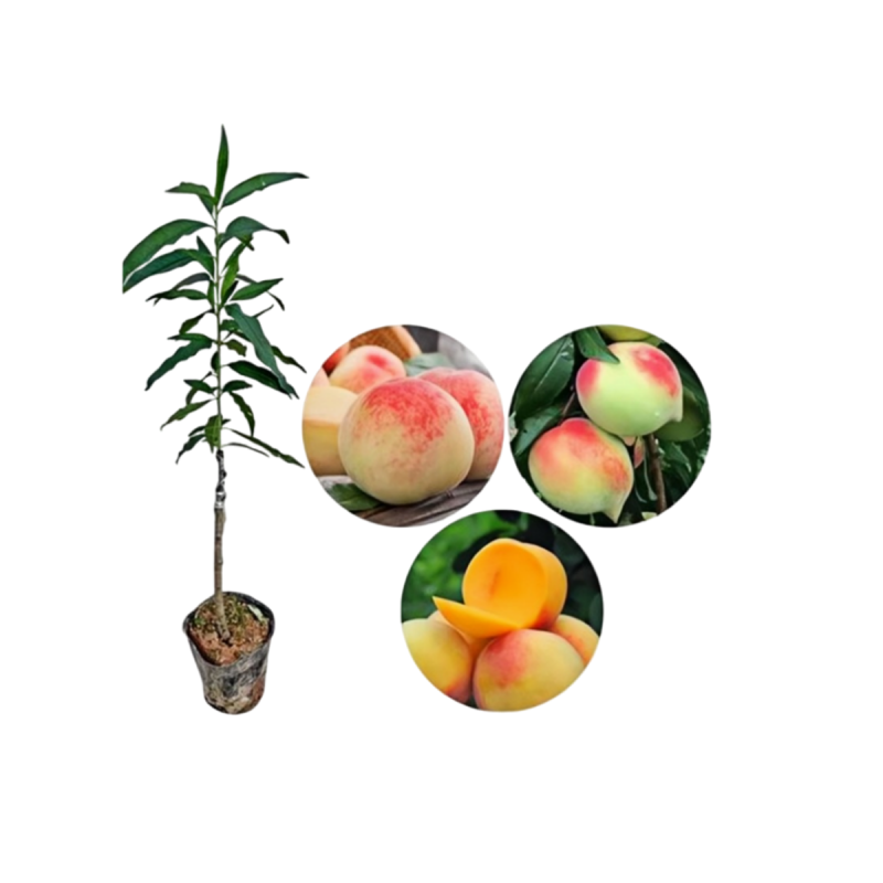 黄金蟠桃树苗南北方庭院地栽盆栽嫁接桃树苗脆甜黄肉大果当年结果,淘宝优惠券,粉丝福利购,淘宝优惠卷