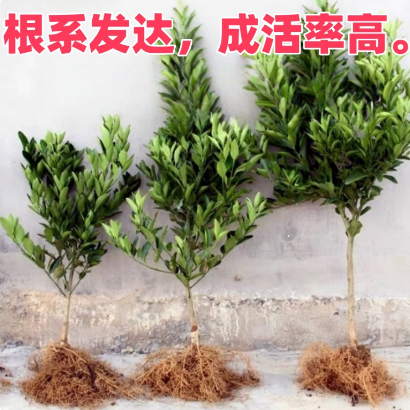油皮金桔树苗庭院地栽盆栽嫁接柑橘树苗四季可食用带土球当年结果,淘宝优惠券,粉丝福利购,淘宝优惠卷