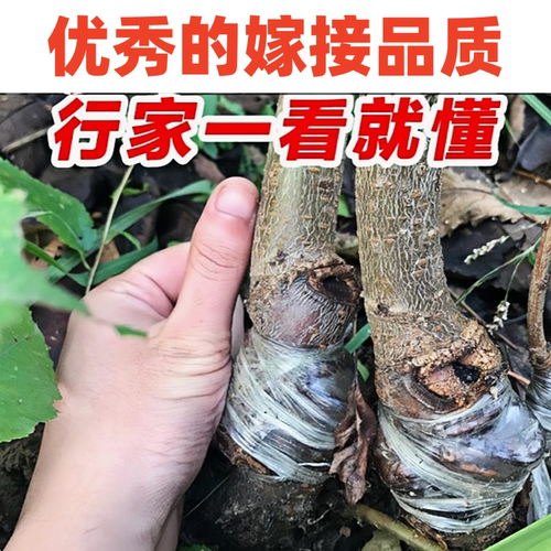 青脆李子树苗南北方庭院地栽盆栽嫁接果树苗脱骨晚熟特大果当年结 - 图0