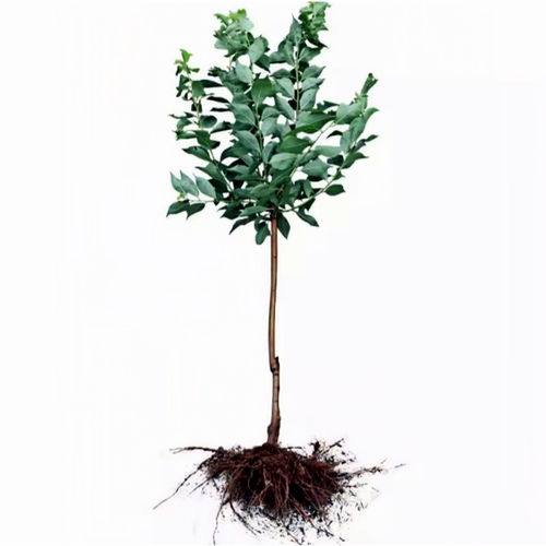 青脆李子树苗南北方庭院地栽盆栽嫁接果树苗脱骨晚熟特大果当年结 - 图3