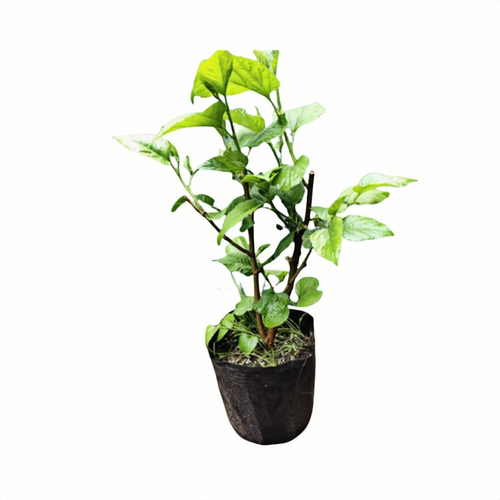 无籽大十黑桑葚树苗南北方地栽盆栽种植特大果嫁接桑树苗当年结果 - 图3