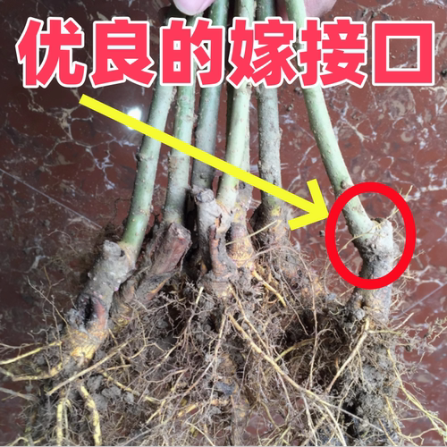 无籽大十黑桑葚树苗南北方地栽盆栽种植特大果嫁接桑树苗当年结果 - 图1