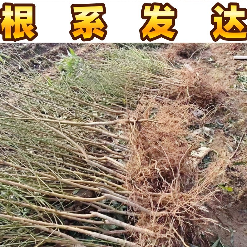 黄金蟠桃树苗南北方庭院地栽盆栽嫁接桃树苗脆甜黄肉大果当年结果,淘宝优惠券,粉丝福利购,淘宝优惠卷