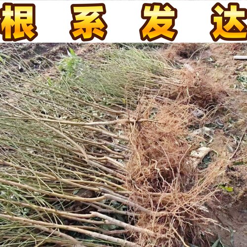 黄金蟠桃树苗南北方庭院地栽盆栽嫁接桃树苗脆甜黄肉大果当年结果 - 图2