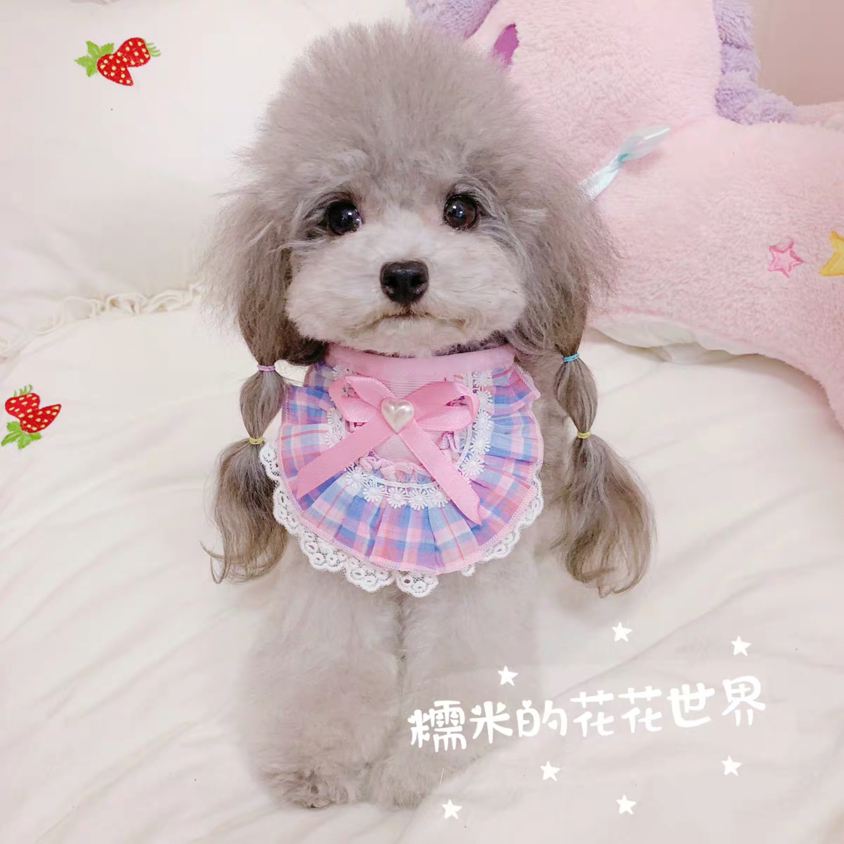 糯米家包邮狗狗宠物蕾丝口水巾假领嘴围兜可爱纯棉泰迪比熊配饰,淘宝优惠券,粉丝福利购,淘宝优惠卷