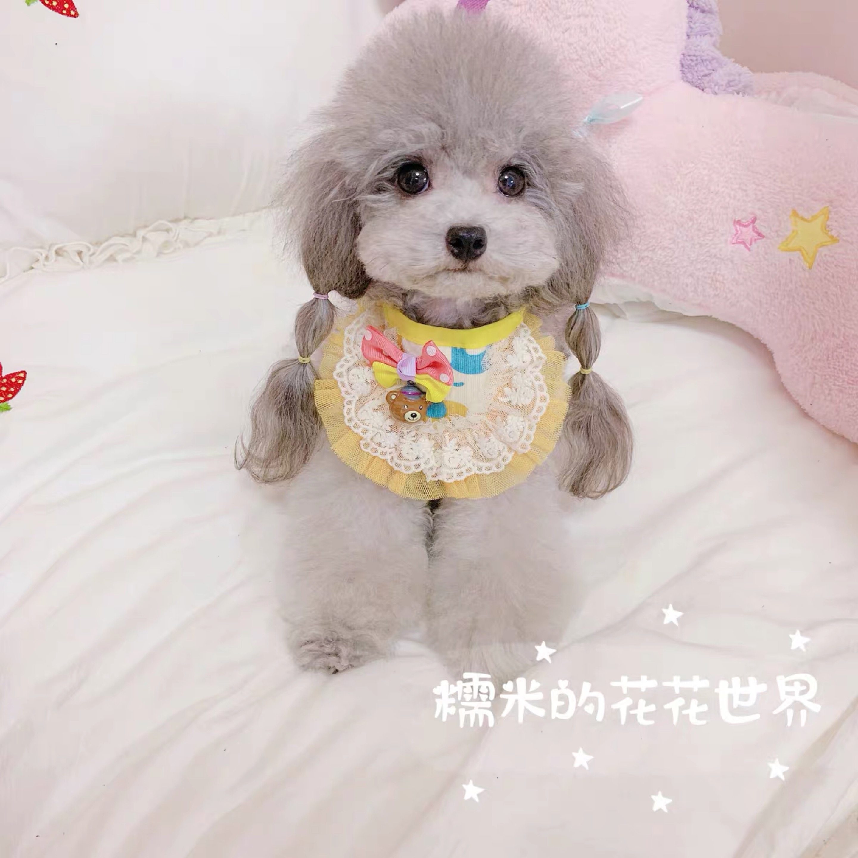 糯米家包邮狗狗宠物蕾丝口水巾假领嘴围兜可爱纯棉泰迪比熊配饰,淘宝优惠券,粉丝福利购,淘宝优惠卷