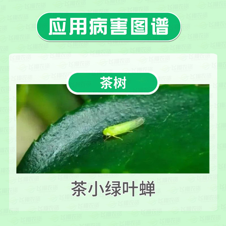 瑞卡噻虫高氯氟氰菊酯蛀虫树花卉蚜虫飞虱蓟马白粉虱绿叶蝉杀虫剂 - 图0