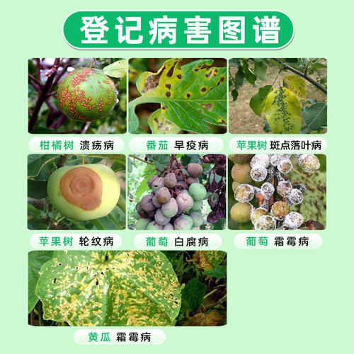 美国仙农 科博 波尔多液葡萄霜霉病白腐病柑橘溃疡病农药杀菌剂 - 图1