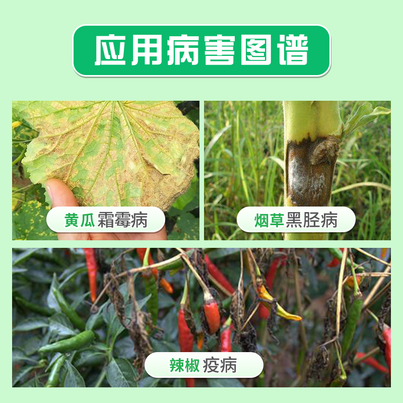 巴斯夫 阿克白50%烯酰吗啉 葡萄黄瓜霜霉病疫病黑胫病农药杀菌剂 - 图0