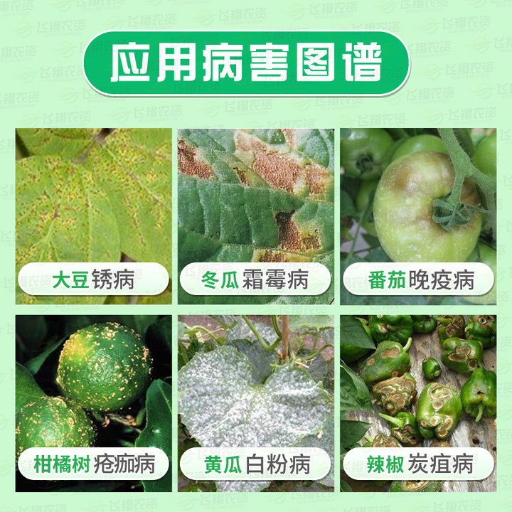 先正达阿米西达嘧菌酯黄瓜黑星病炭疽病番茄叶霉病农药杀菌剂-图0