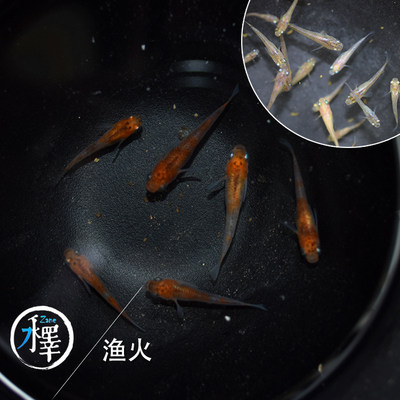小型冷水观赏鱼风水鱼锦鲤观背青鳉锦鳉魔法鱼小型锦鲤金鱼懒人鱼 虎窝淘