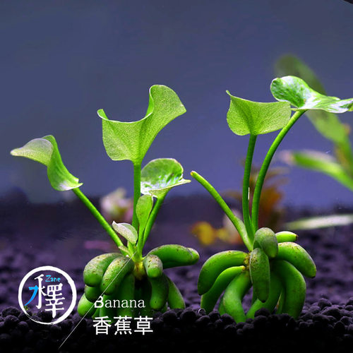 浮萍肚兜愧叶圆心浮萍香蕉草藻球迷你莲花水培庭院28包邮缸养水草 - 图2