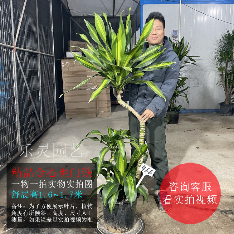 金心也门铁造型老桩盆栽荷花铁美人铁金星巴西铁客厅耐阴大叶绿植-图2