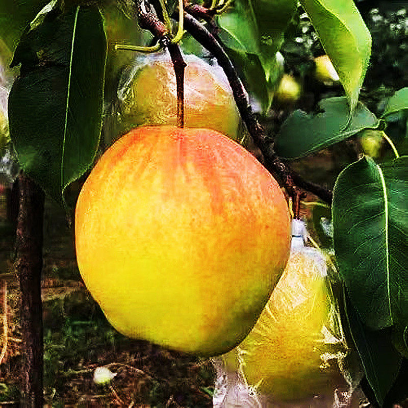 山西2026年玉露香梨脆甜多汁精品一级大果新鲜水果送礼雨露梨蜜梨,淘宝优惠券,粉丝福利购,淘宝优惠卷