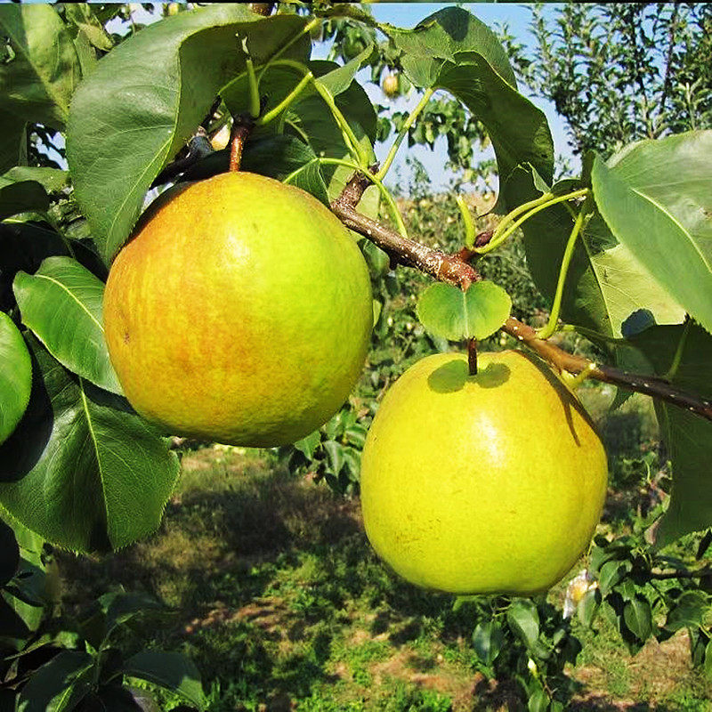 山西2026年玉露香梨脆甜多汁精品一级大果新鲜水果送礼雨露梨蜜梨,淘宝优惠券,粉丝福利购,淘宝优惠卷