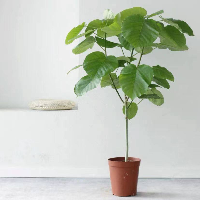 日本爱心榕盆栽 心叶伞榕树大叶植物北欧ins室内花卉大型客厅绿植,淘宝优惠券,粉丝福利购,淘宝优惠卷