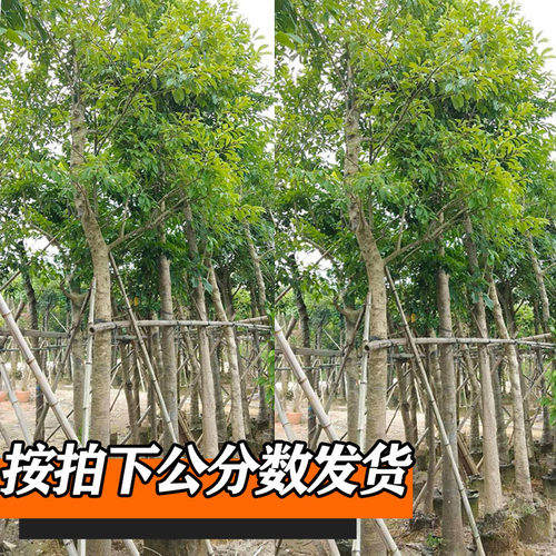 万紫千红铁冬青树苗四季常青庭院绿化树白银香苗山熊胆苗挂红果的 - 图2