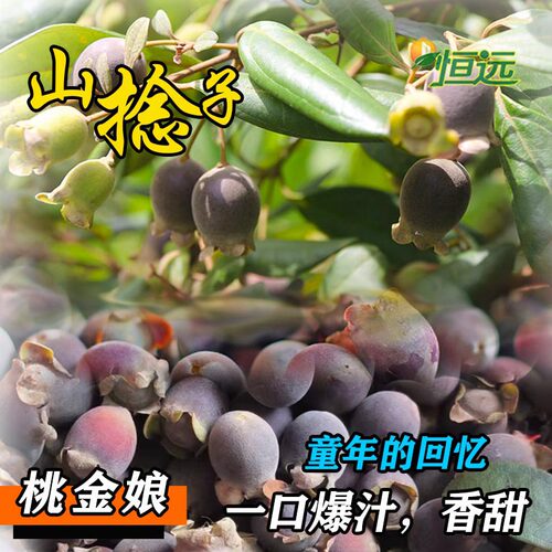 桃金娘苗山捻子树苗菍子树稔子苗庭院阳台果树苗四季可种当年结果 - 图2