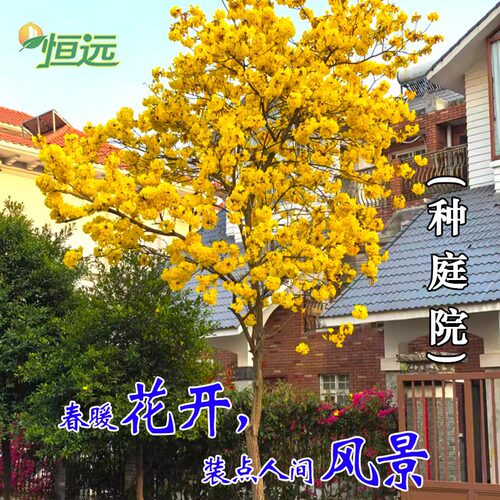 黄花风铃木树苗大树多花紫花盆栽庭院别墅绿化风景树观花名贵苗木 - 图1