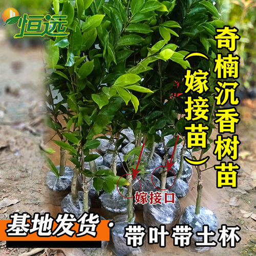 名贵苗木金丝楠木树苗正宗奇楠沉香树苗小叶紫檀香海南黄花梨树苗 - 图3