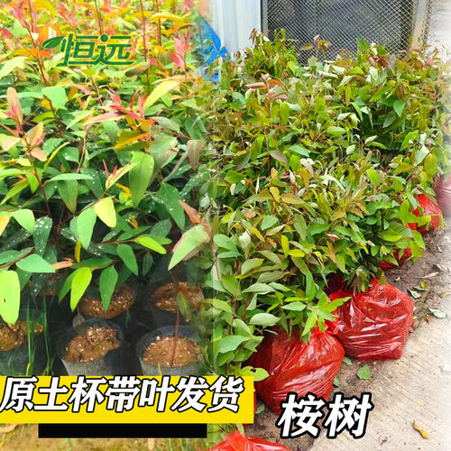 桉树苗正宗速生桉苗广29广9广26苗绿化造林木苗巨桉树常青耐寒 - 图1