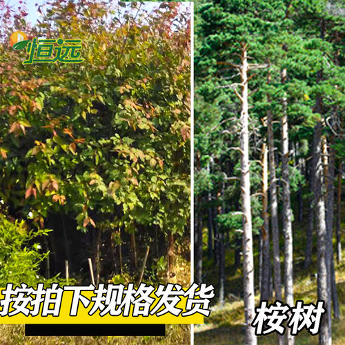 桉树苗正宗速生桉苗广29广9广26苗绿化造林木苗巨桉树常青耐寒 - 图2