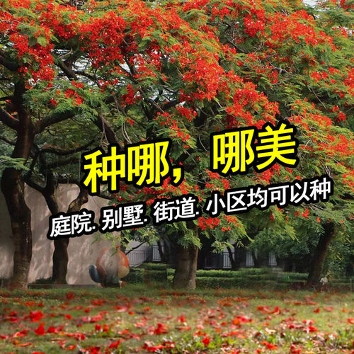 名贵树苗凤凰木树苗红花楹树苗金凤花火树洋楹庭院地栽盆栽风景树 - 图0