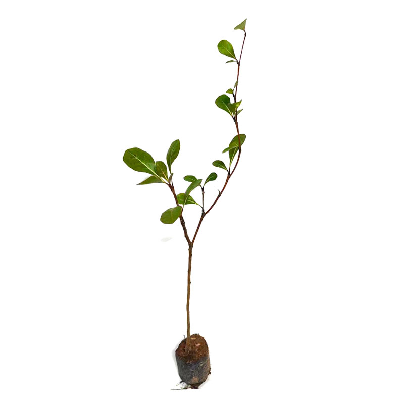 小叶榄仁树苗雨伞树细叶榄仁苗锦叶榄仁庭院抗强风抗污染绿化苗木,淘宝优惠券,粉丝福利购,淘宝优惠卷