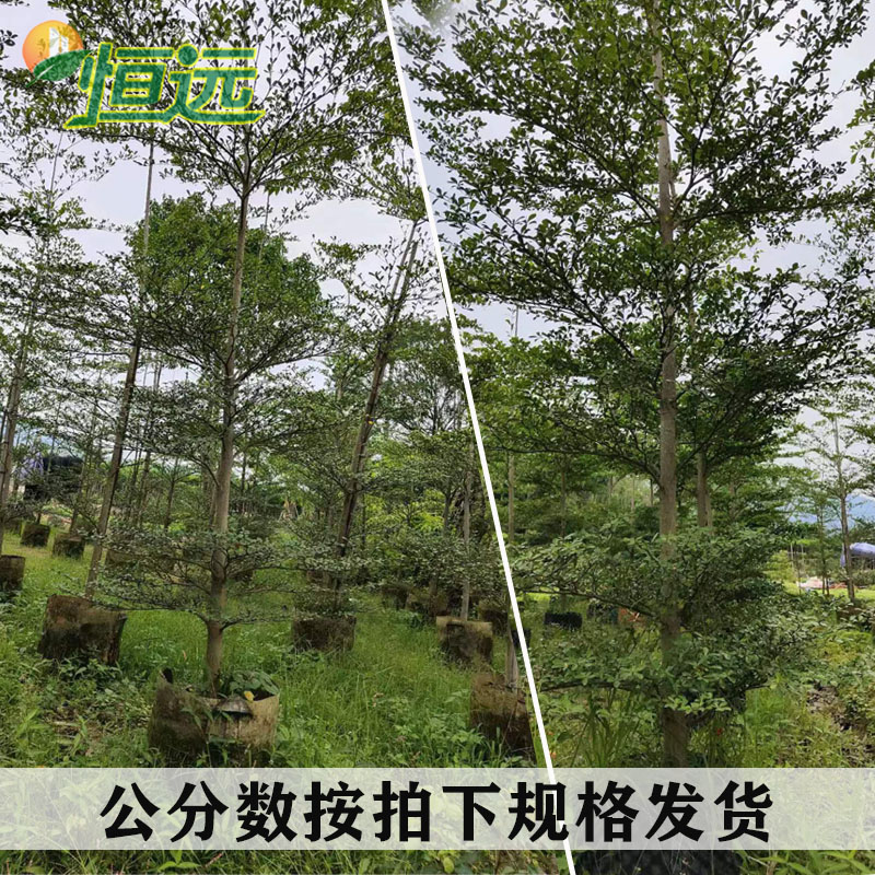 小叶榄仁树苗雨伞树细叶榄仁苗锦叶榄仁庭院抗强风抗污染绿化苗木,淘宝优惠券,粉丝福利购,淘宝优惠卷