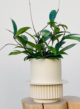 白锦龟背竹高档花架天南星科绿植花盆金属侘寂静风软装落地花盆架