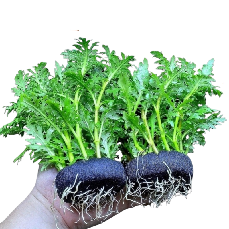 水罗兰阴性中后景沉底坨草绿植适合新手懒人鱼缸造景增氧净化水质,淘宝优惠券,粉丝福利购,淘宝优惠卷