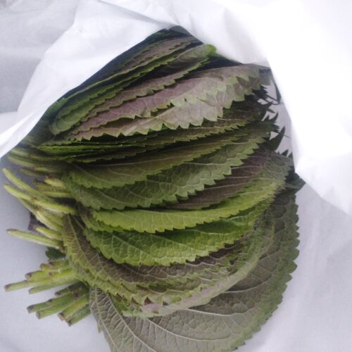 新鲜苏子叶每份500克包邮，拍2斤发顺丰，坏单包赔 - 图3