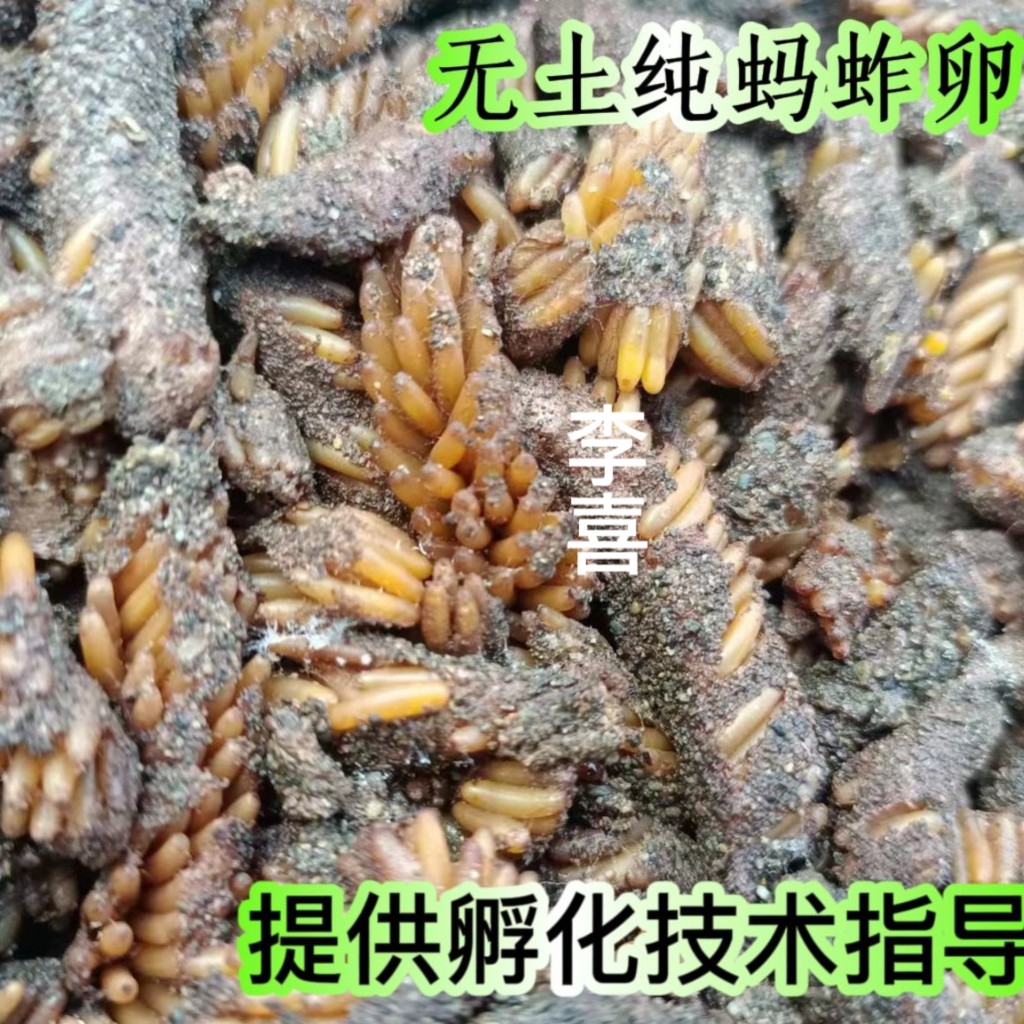 无土膨化蚂蚱纯卵东亚飞蝗种苗蚱蜢卵发育好的蚂蚱卵出苗率高孵化-图0