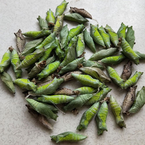 活体蝴蝶蛹蝴蝶幼虫玉带凤蝶蛹 柑橘蝴蝶蛹 活体蝴蝶体验自然观察 - 图3