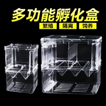 Peacock fish breeding box fish tank isolated spawning hatching fish fry Little fish fish isolates anchovies Acrylic Lower Cubs