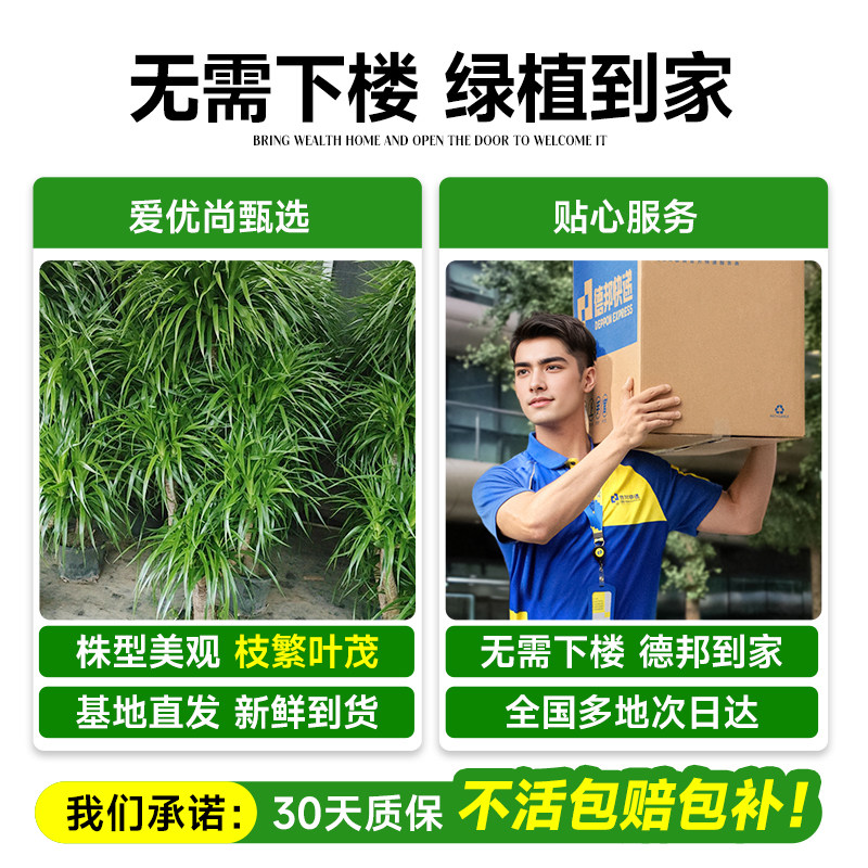 龙血树客厅绿植高级感办公室大型旺宅绿植物落地四季龙须树大盆栽,淘宝优惠券,粉丝福利购,淘宝优惠卷