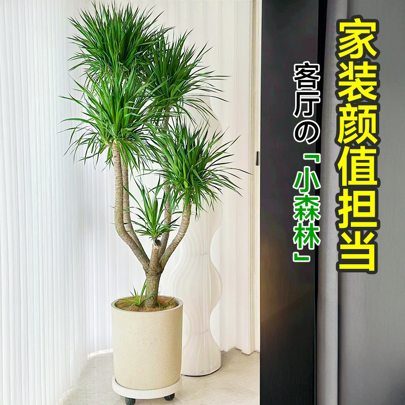 龙血树客厅绿植高级感办公室大型旺宅绿植物落地四季龙须树大盆栽,淘宝优惠券,粉丝福利购,淘宝优惠卷