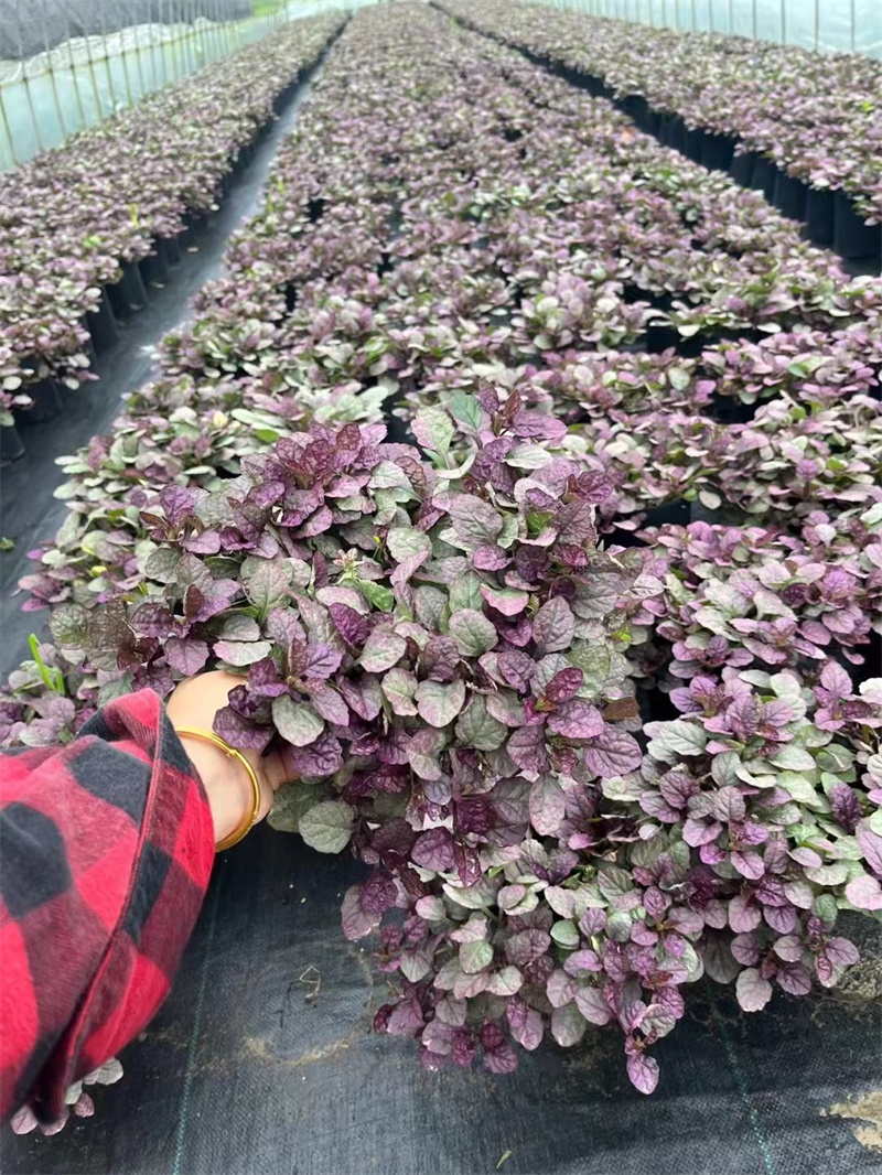 姬十二筋骨草花苗植物盆栽花卉 多年生耐寒地被四季好养庭院户外