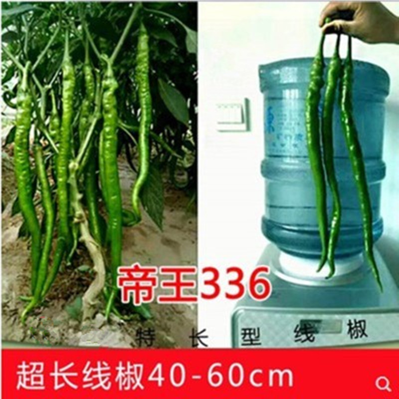 高产辣椒杭椒二荆条种苗长线椒种子孑超辣籽室内四季盆栽蔬菜秧苗 - 图2