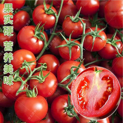 香浓一号小番茄种子瑞星1268改良粉圆果花生番茄超甜阳台四季盆栽 - 图2