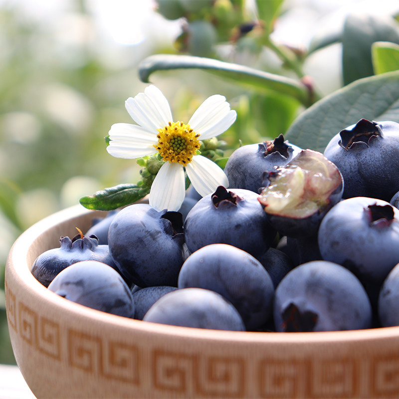 云南蒙自花香蓝莓 高海拔脆甜爆汁 顺丰空运 新鲜直达 500g/桶,淘宝优惠券,粉丝福利购,淘宝优惠卷