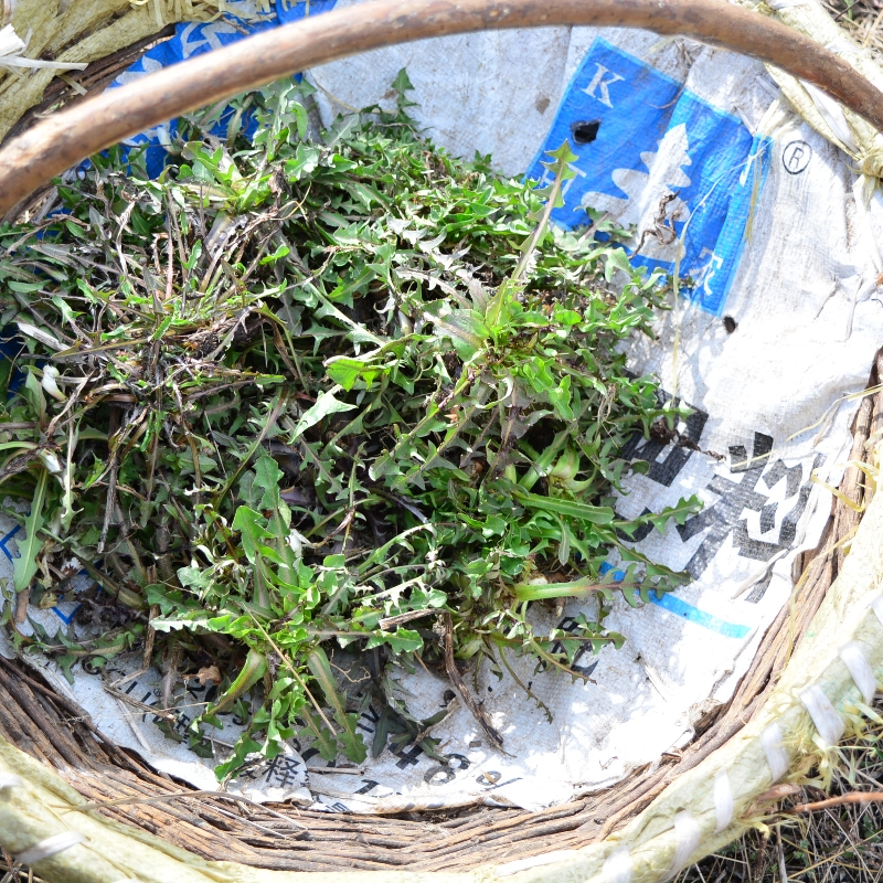东北特产黑龙江伊春整颗干蒲公英茶带根干货婆婆丁花茶250g包邮 - 图1