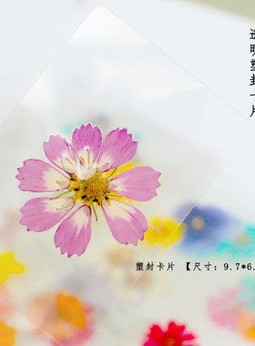 银杏秋天落叶各种植物标本手工塑封叶子花朵书签卡片集合小礼物