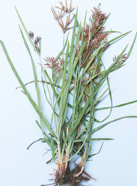 多种真植物干草根茎花叶压制单整株标本整株不塑封成品生物教学具