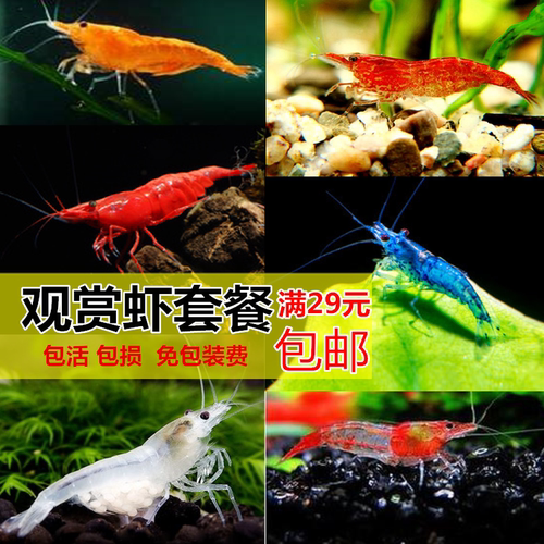【植素源】观赏虾极火虾蓝宝石虾樱花虾淡水虾活体除藻虾工具虾 - 图0